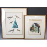 A group of six framed 19th century handcoloured ornithological prints, including a pair of
