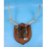 Mounted antlers