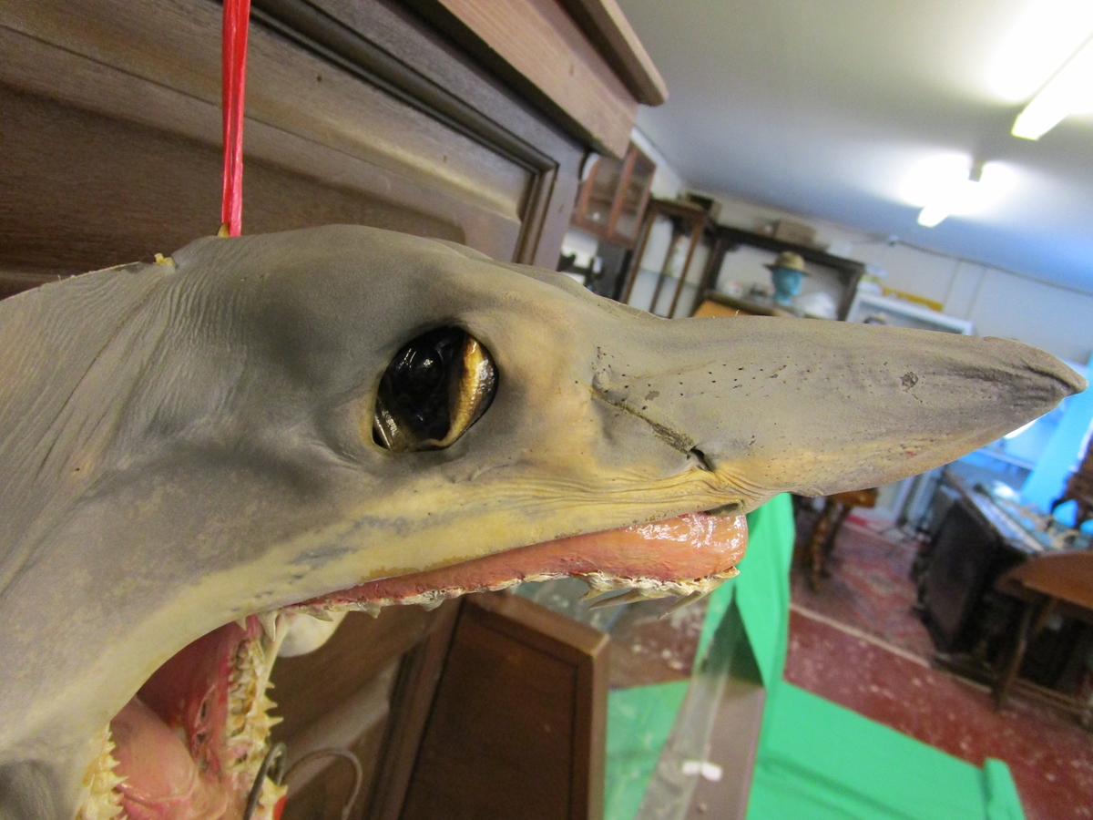 Taxidermy Mako sharks head - Image 2 of 8