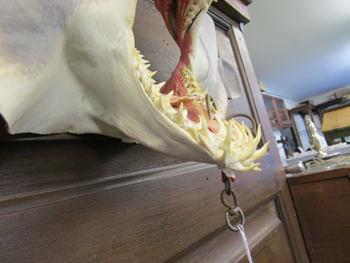 Taxidermy Mako sharks head - Image 3 of 8