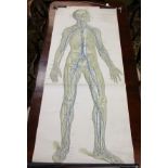 Life size Frohse anatomical chart