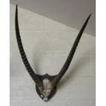 Mounted antlers