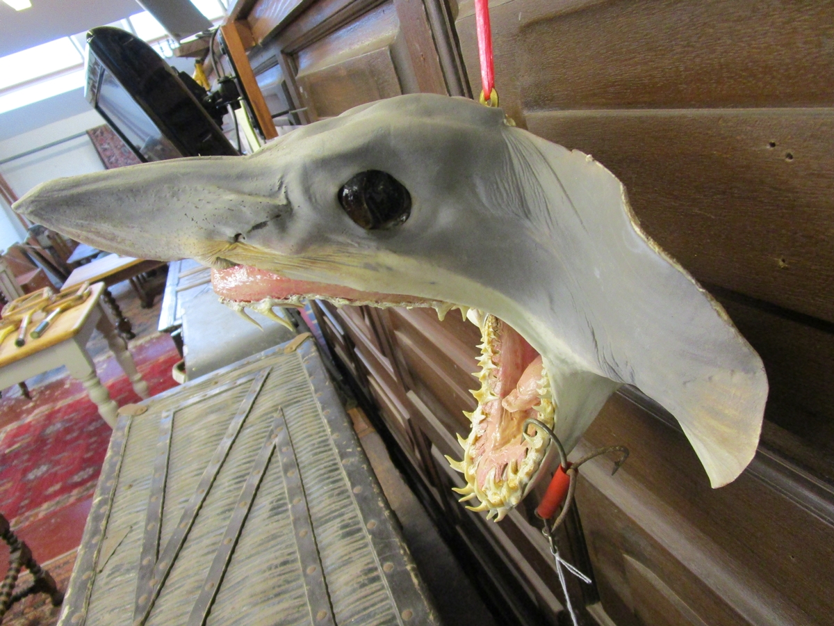 Taxidermy Mako sharks head - Image 7 of 8