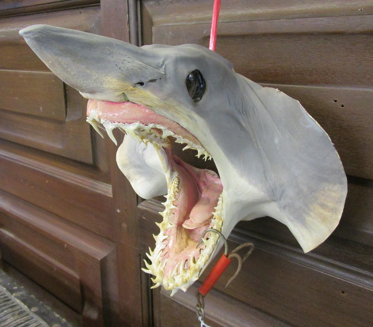 Taxidermy Mako sharks head