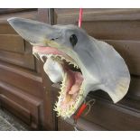 Taxidermy Mako sharks head
