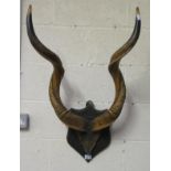 Mounted antlers