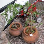 Pair of terracotta planters with plants