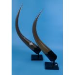Pair of glass horns on stands - Approx H: 65cm