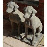 Pair of life size stone dogs - Approx H: 73cm