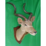 Large & impressive antique taxidermy mounted Kudu head - H: 133cm