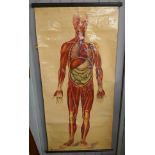 Anatomical human body poster by J Teck - Image size: 74cm x 154cm