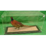 Fine quality cased male pheasant - Approx case size: W: 93cm D: 32cm H: 47cm