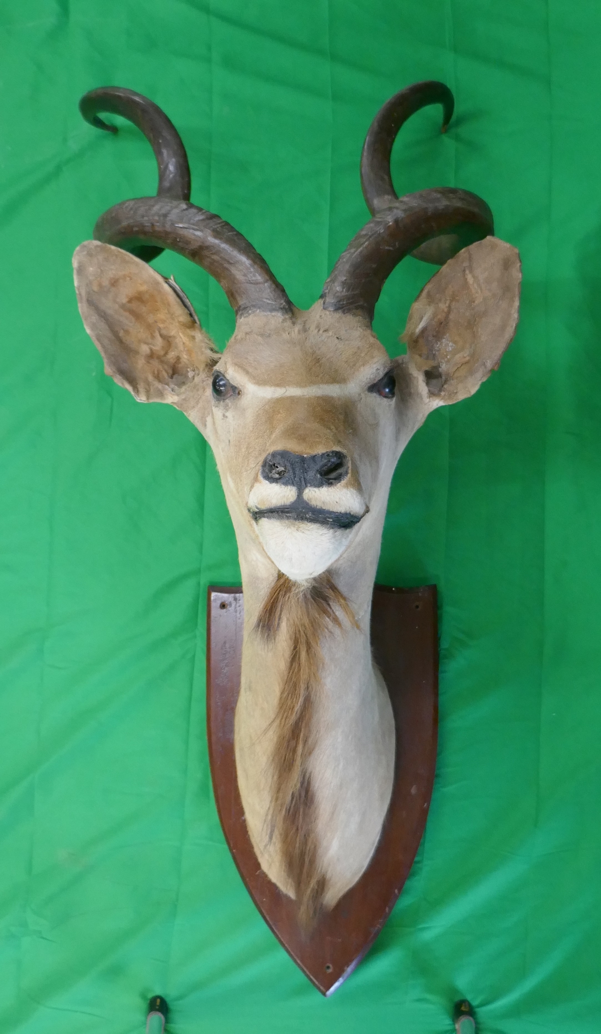 Large & impressive antique taxidermy mounted Kudu head - H: 133cm - Bild 3 aus 4