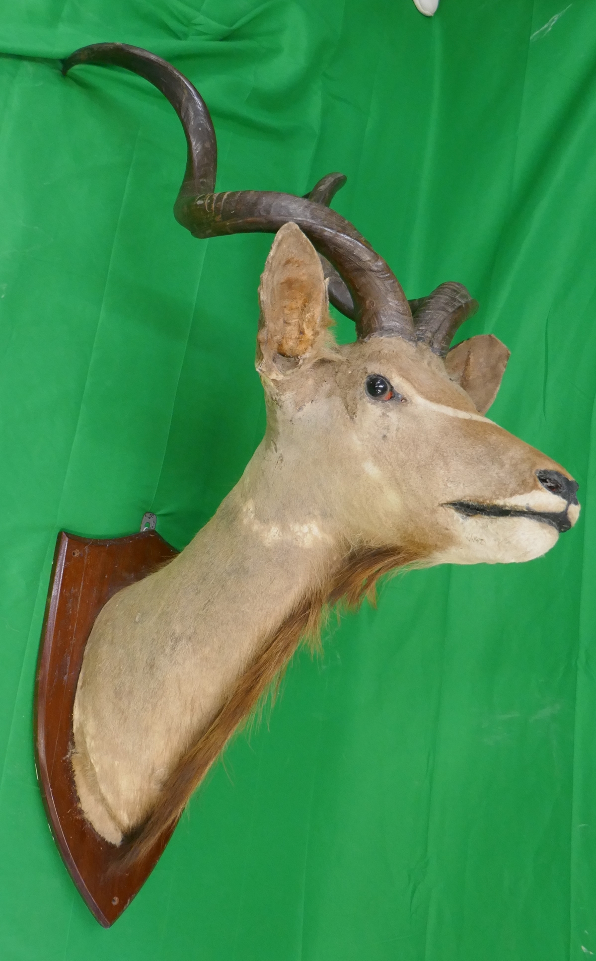 Large & impressive antique taxidermy mounted Kudu head - H: 133cm - Bild 4 aus 4