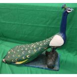 Carved & painted peacock - H: 67cm