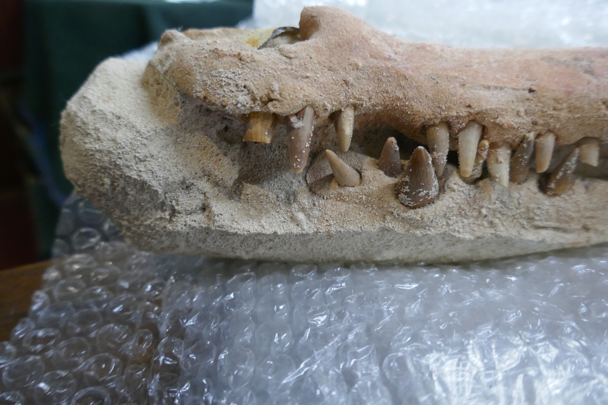 Fossil crocodile skull with fossilised teeth - Bild 15 aus 20