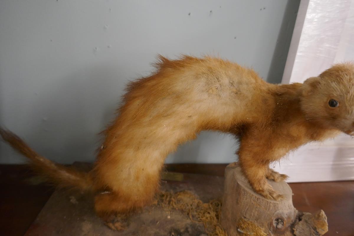 Taxidermy weasel by John Burton of Chipping Campden - Bild 5 aus 5