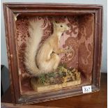 Antique taxidermy red squirrel