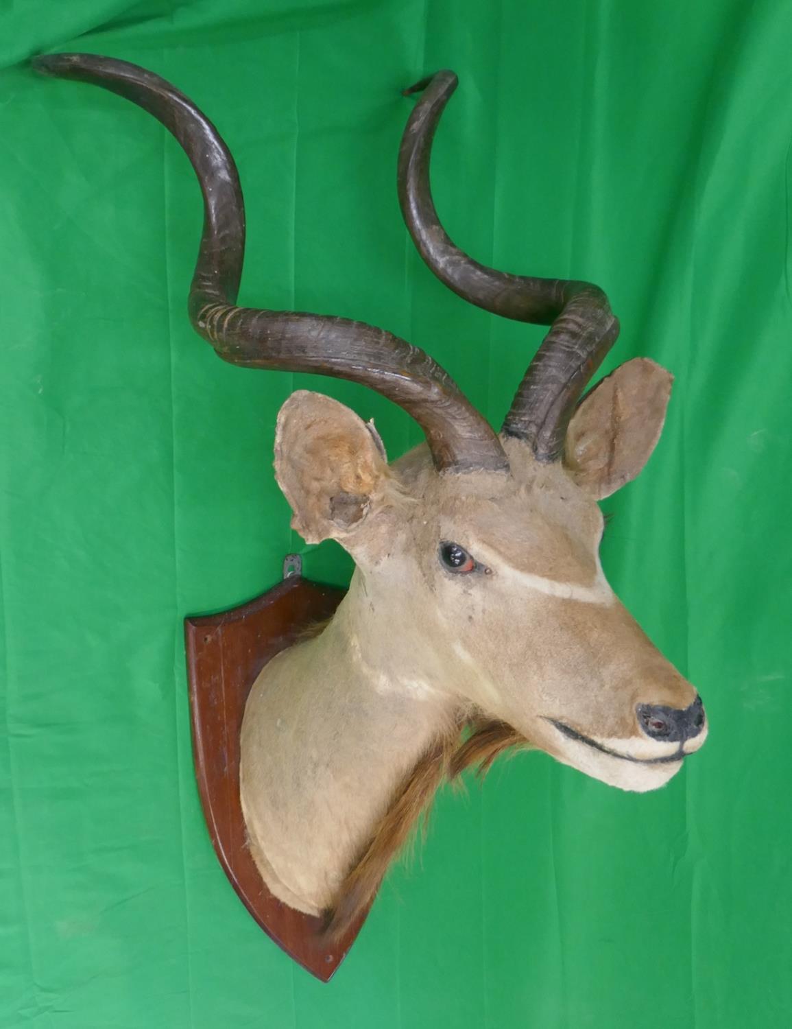 Large & impressive antique taxidermy mounted S. African Kudu head - H: 133cm