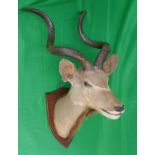Large & impressive antique taxidermy mounted S. African Kudu head - H: 133cm