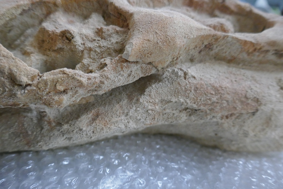 Fossil crocodile skull with fossilised teeth - Bild 18 aus 20