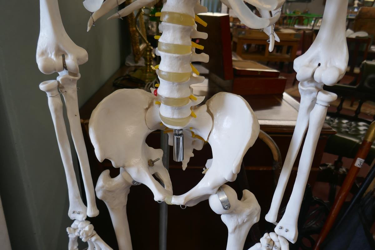Model skeleton - Bild 6 aus 8