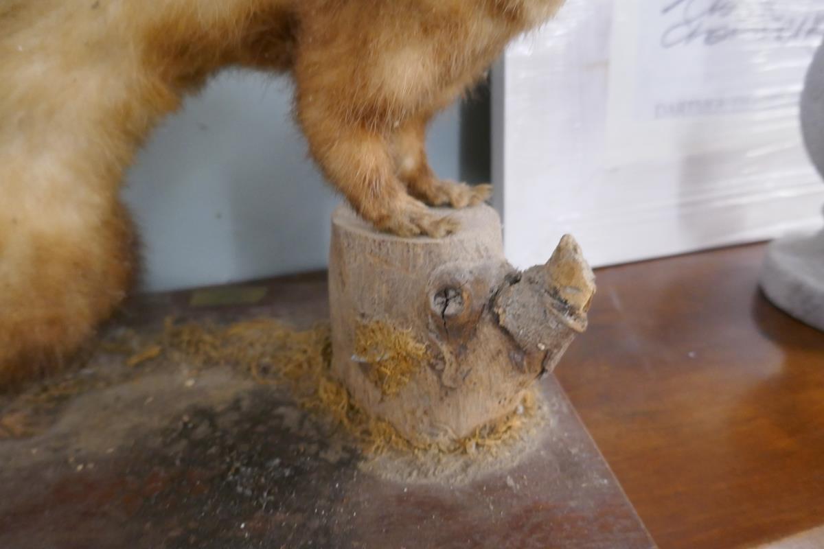 Taxidermy weasel by John Burton of Chipping Campden - Bild 4 aus 5