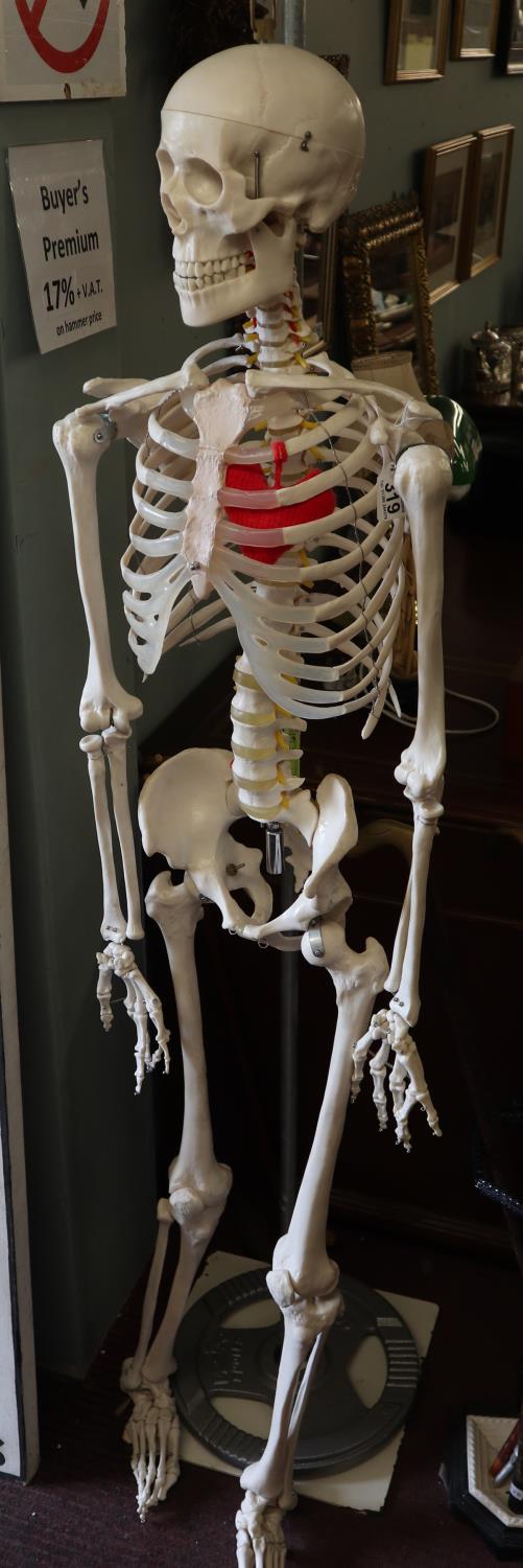 Model skeleton