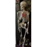 Model skeleton