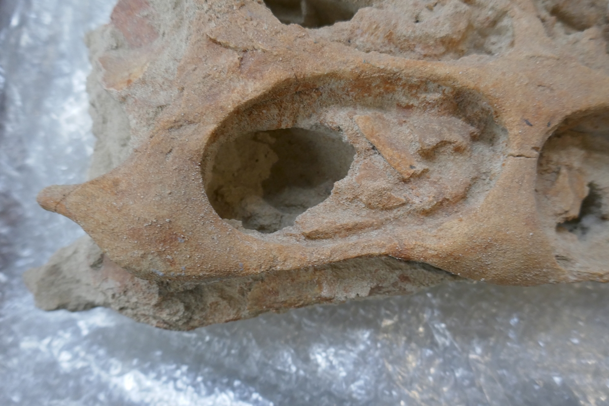 Fossil crocodile skull with fossilised teeth - Bild 10 aus 20
