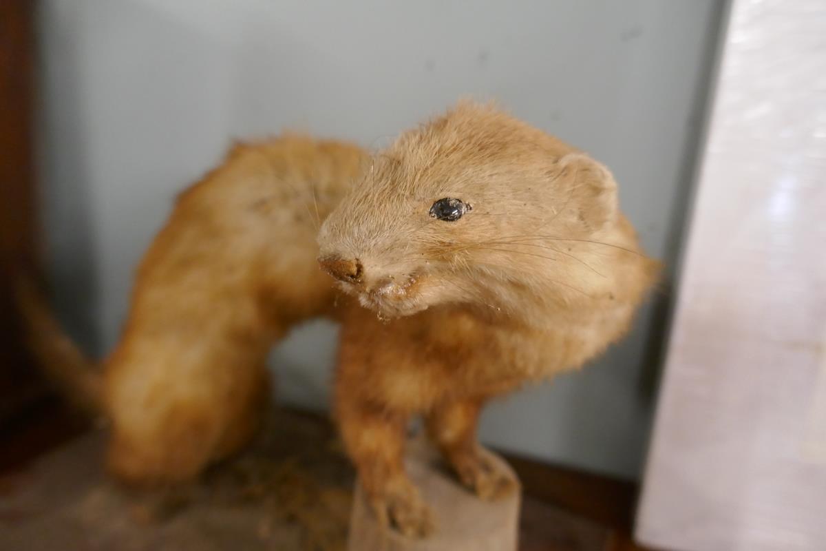 Taxidermy weasel by John Burton of Chipping Campden - Bild 3 aus 5