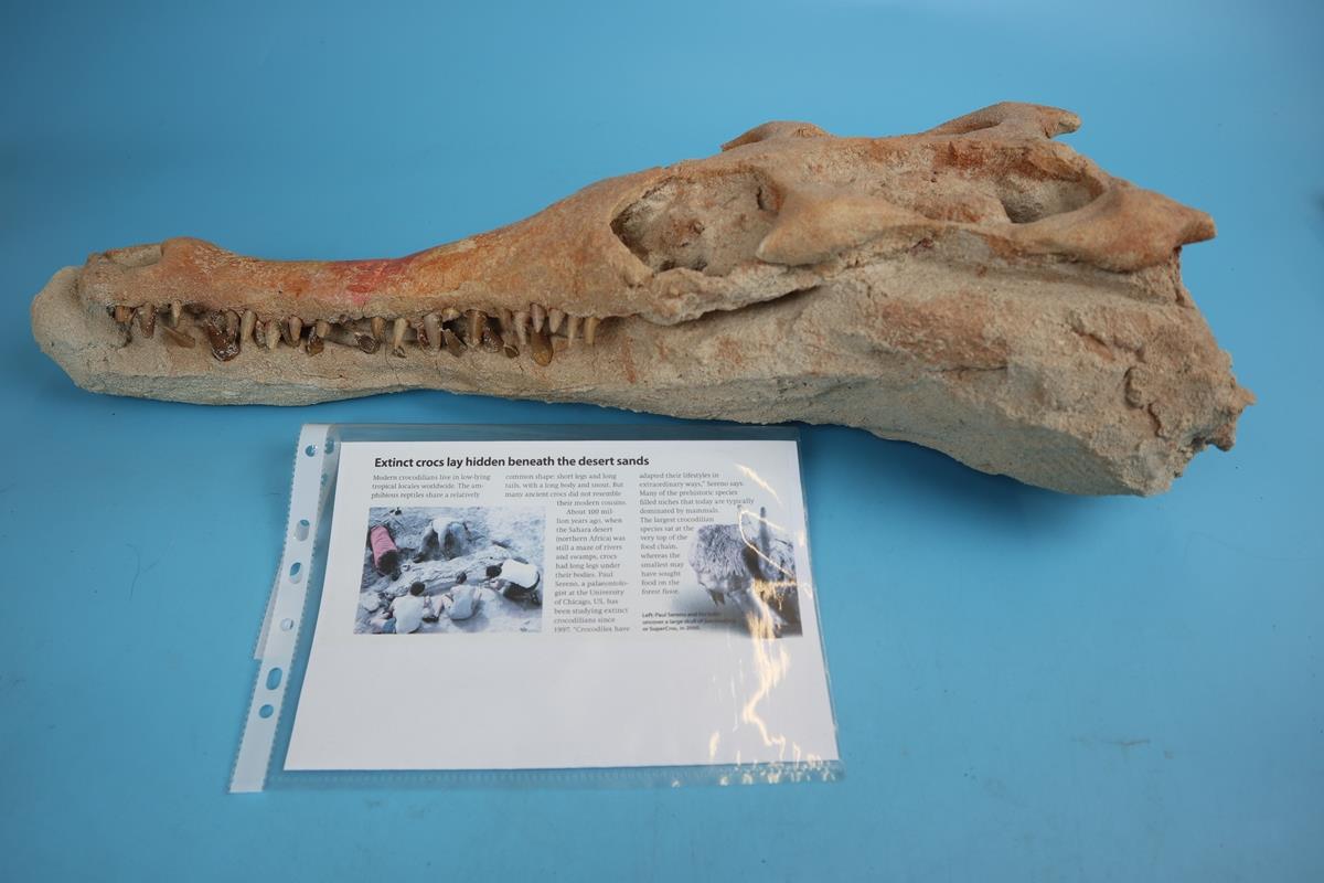 Fossil crocodile skull with fossilised teeth