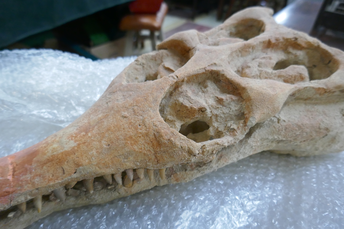 Fossil crocodile skull with fossilised teeth - Bild 20 aus 20