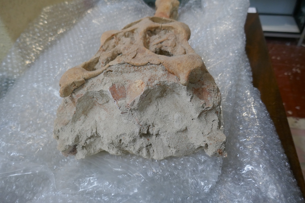 Fossil crocodile skull with fossilised teeth - Bild 13 aus 20