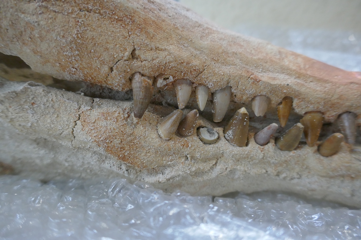 Fossil crocodile skull with fossilised teeth - Bild 7 aus 20