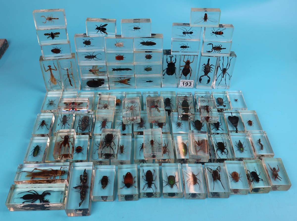 Very large collection of insects, spiders, scorpion etc set in resin blocks