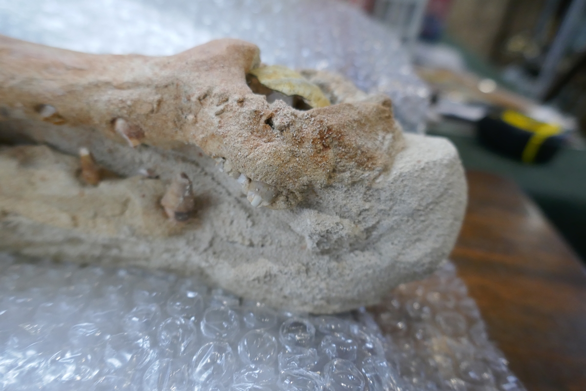 Fossil crocodile skull with fossilised teeth - Bild 4 aus 20
