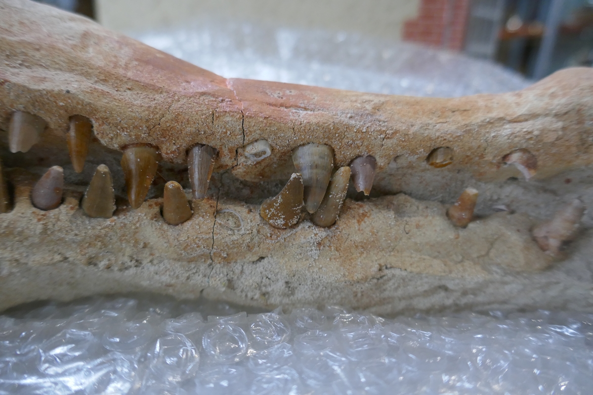 Fossil crocodile skull with fossilised teeth - Bild 6 aus 20