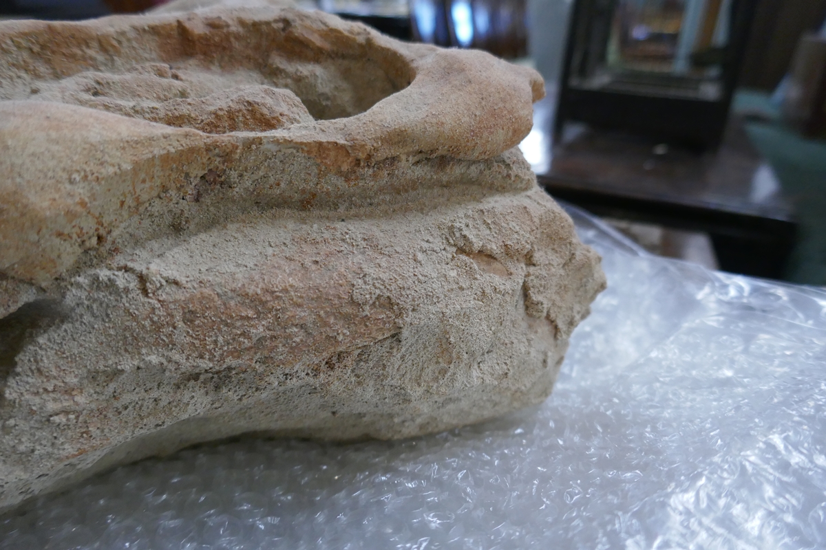 Fossil crocodile skull with fossilised teeth - Bild 19 aus 20