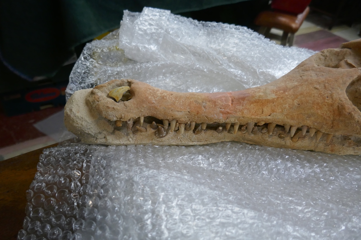 Fossil crocodile skull with fossilised teeth - Bild 14 aus 20