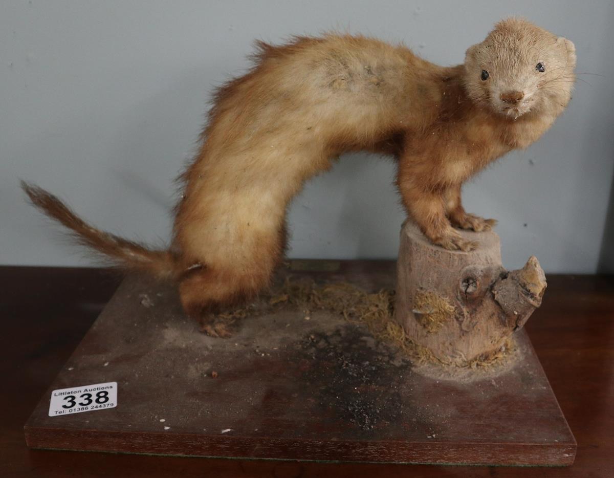 Taxidermy weasel by John Burton of Chipping Campden