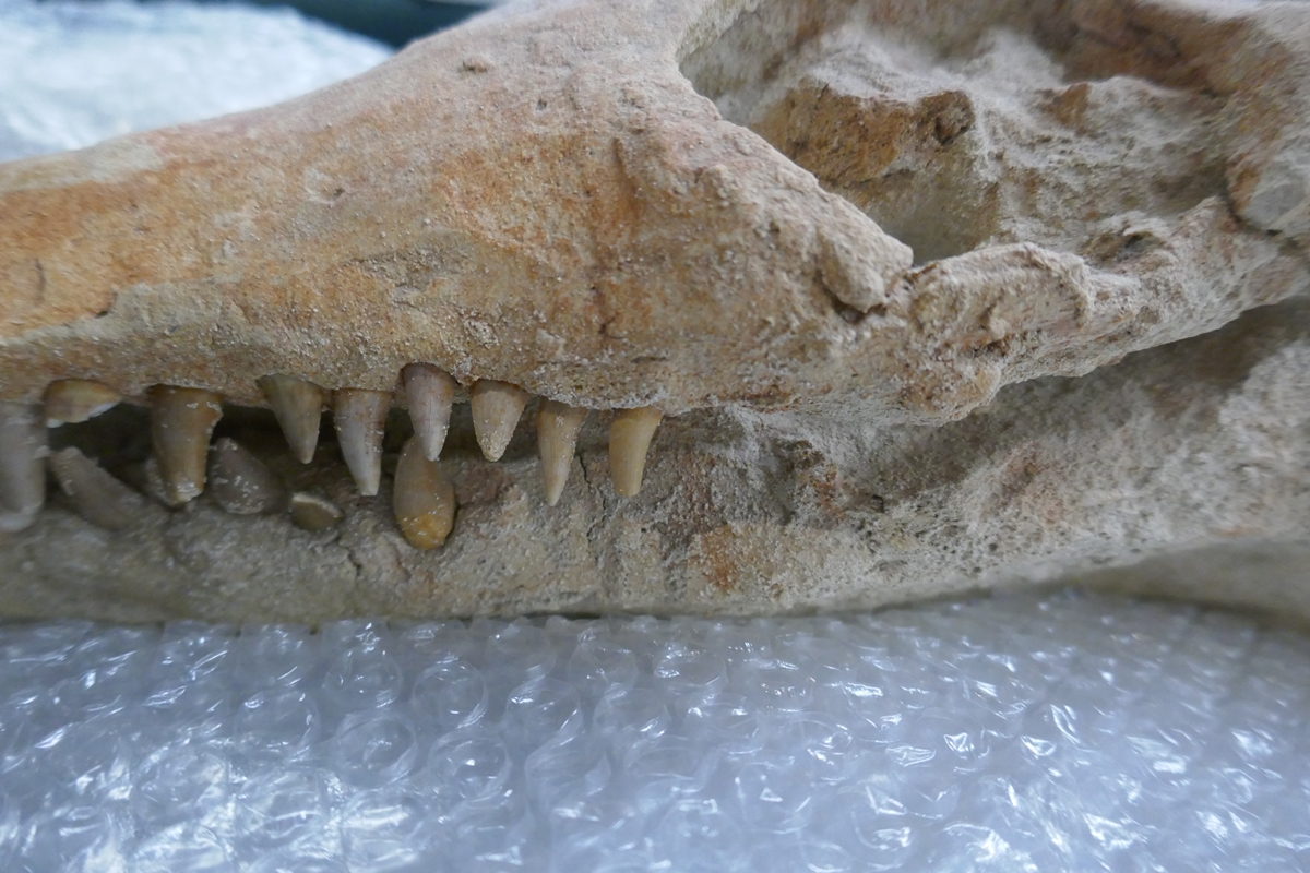 Fossil crocodile skull with fossilised teeth - Bild 17 aus 20