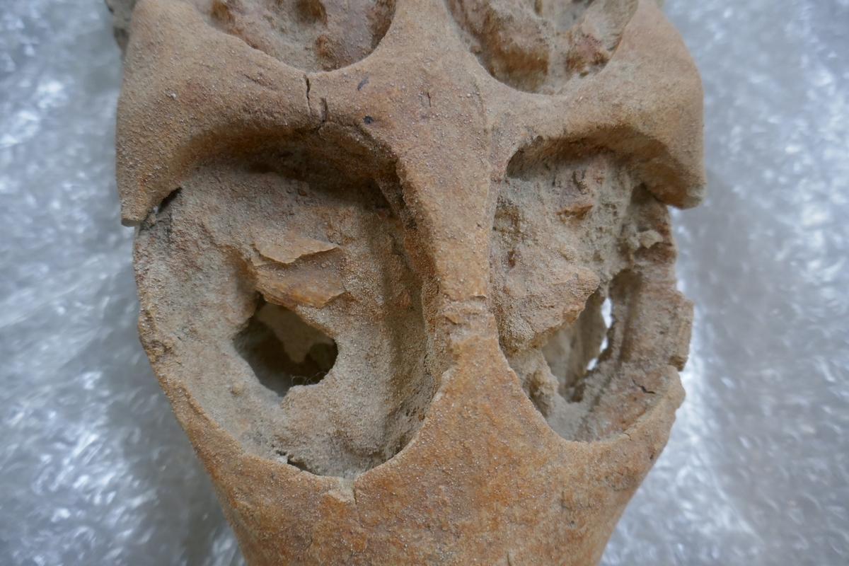 Fossil crocodile skull with fossilised teeth - Bild 8 aus 20