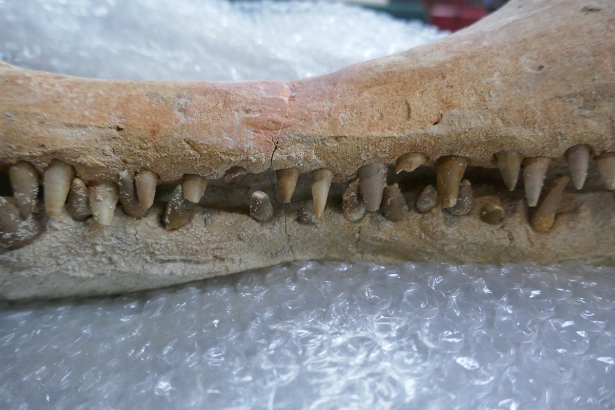 Fossil crocodile skull with fossilised teeth - Bild 16 aus 20