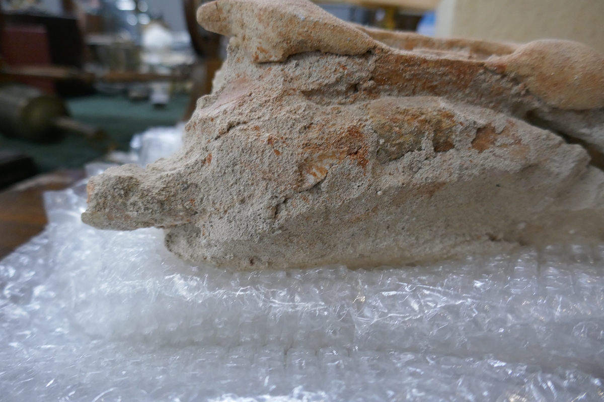 Fossil crocodile skull with fossilised teeth - Bild 11 aus 20