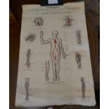Anatomy poster - Principal arteries of the body - Approx 100cm x 65cm
