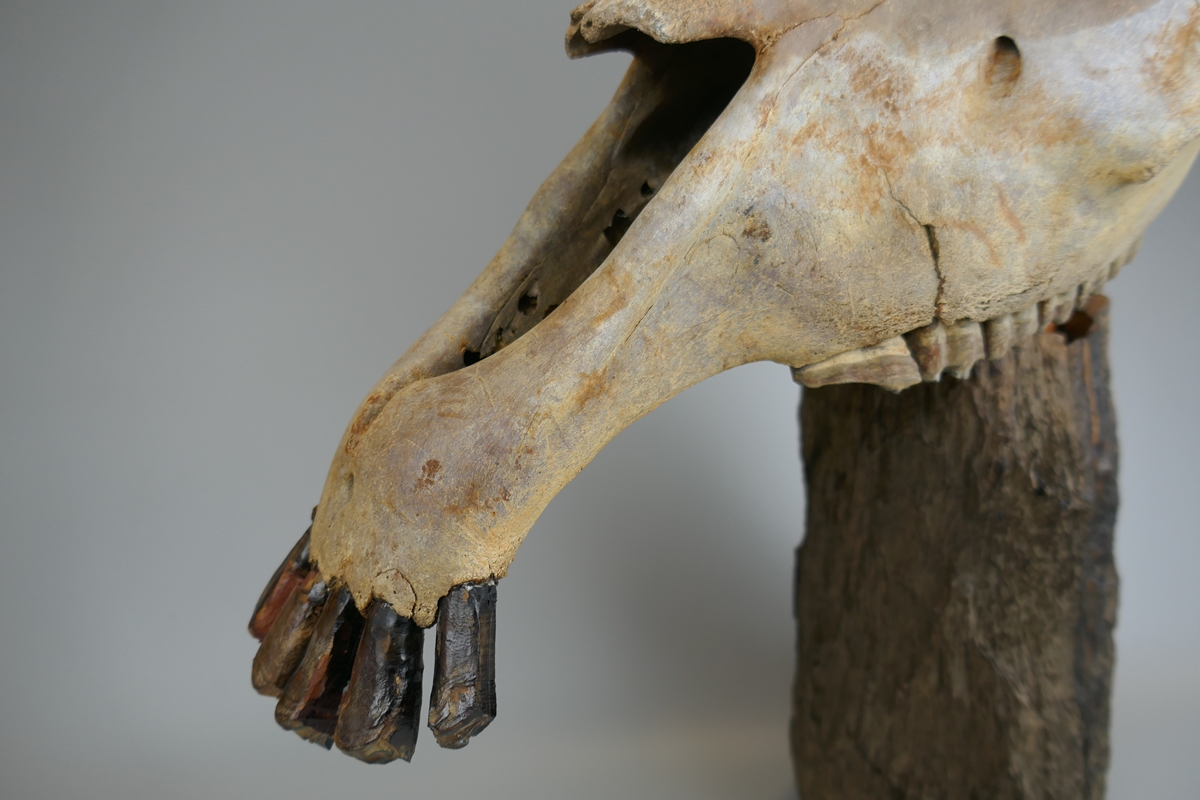 Mounted horse skull - Image 3 of 4