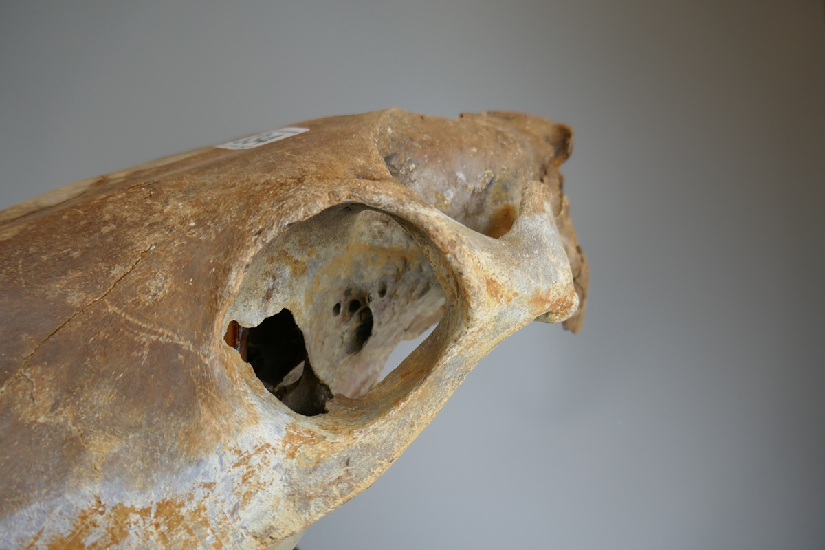 Mounted horse skull - Image 2 of 4