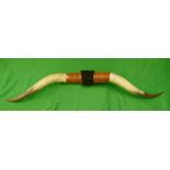 Very large set of bovine horns - Approx L: 157cm