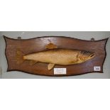 Large taxidermy perch - The last one from Beckford caught by JB 1974